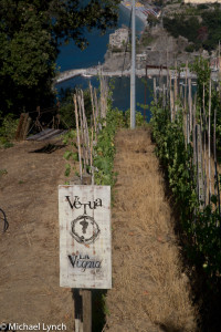 Hillside vineyard